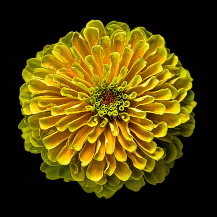 Zinnia 42