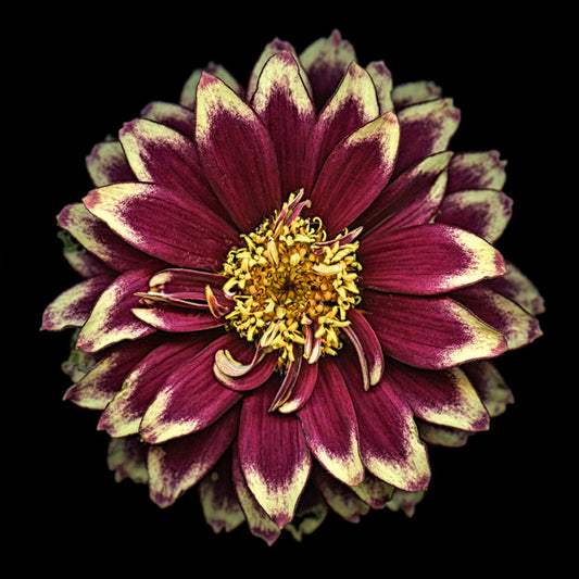 Zinnia 43