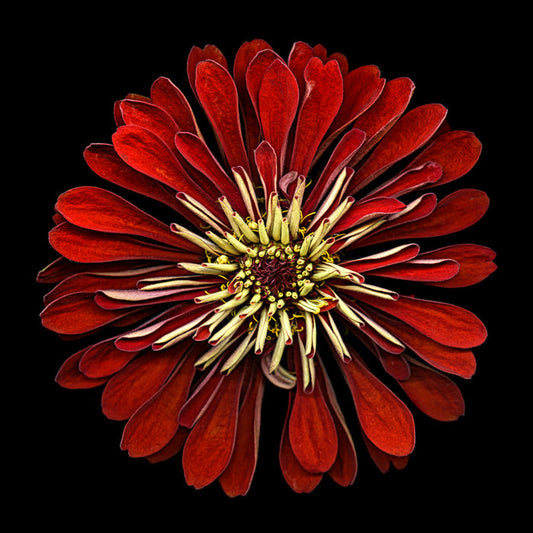 Zinnia 45